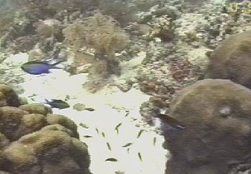 Fish swarm