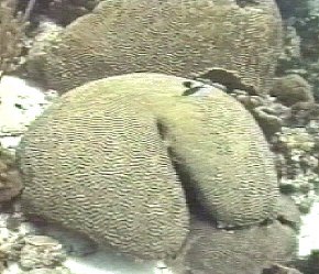 brain coral